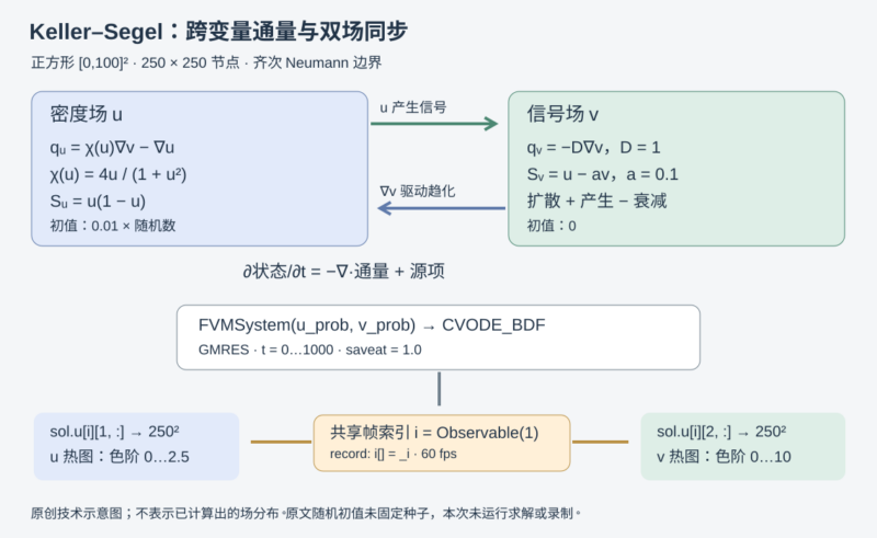 在 Julia 中模拟 Keller–Segel 趋化模型并制作双场动画-未完纪