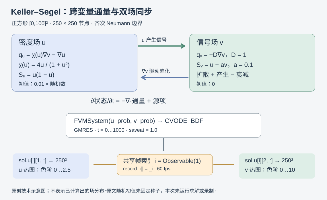 Keller–Segel 的双变量耦合:u 梯度产生扩散,v 梯度经状态依赖趋化系数影响 u 通量,u 产生 v,两个场由同一帧索引同步显示